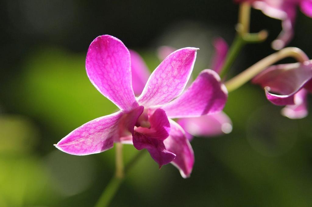 Готель The Fiji Orchid Лаутока Екстер'єр фото
