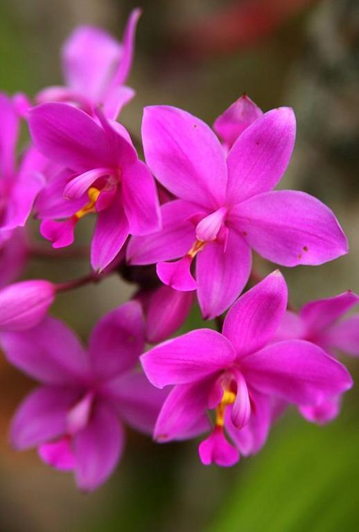 Готель The Fiji Orchid Лаутока Екстер'єр фото