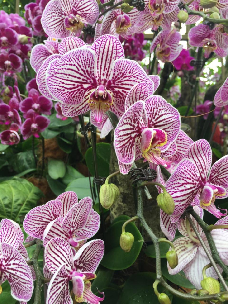 Готель The Fiji Orchid Лаутока Екстер'єр фото
